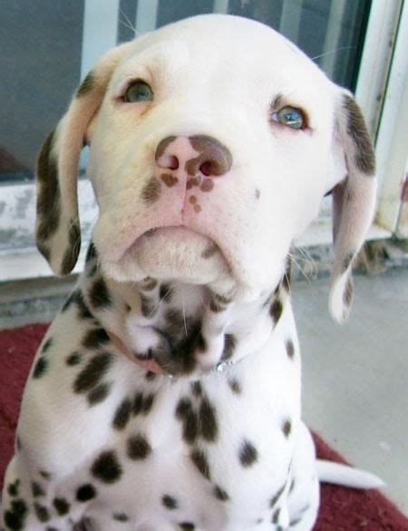 Pitbull Dalmatian Mix Dalmatian Mix Cute Baby Animals Baby Animals