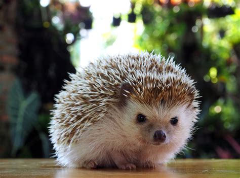 Find photos of hedgehogs for adoption near you. EXOTIC PET STORES NEAR ME ALL OVER THE WORLD