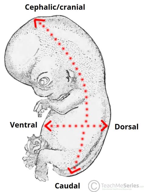 Embryological Terminology Dorsal Ventral Caudal TeachMeAnatomy