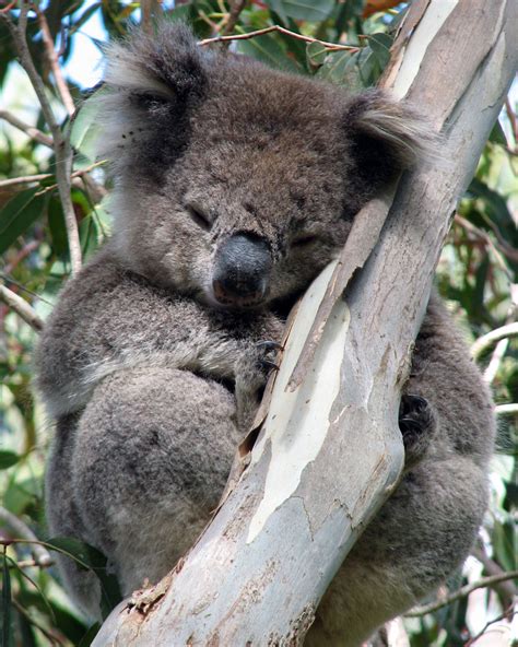 Sleepy Koala A Photo On Flickriver