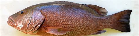 Fish Of Florida Atlantic Cubera Snapper Lutjanus Cyanopterus Species