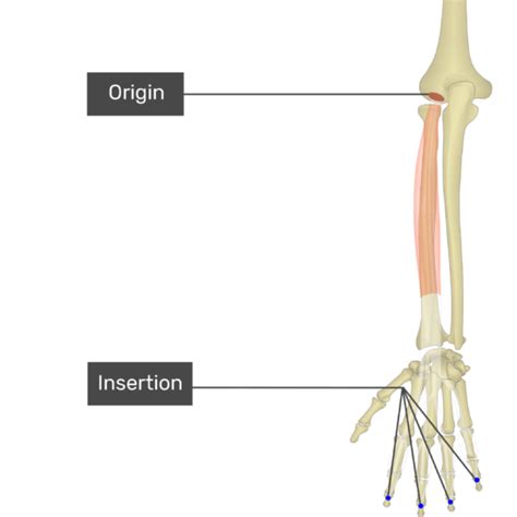 Extensor Digitorum Muscle Origin Insertion Action Getbodysmart