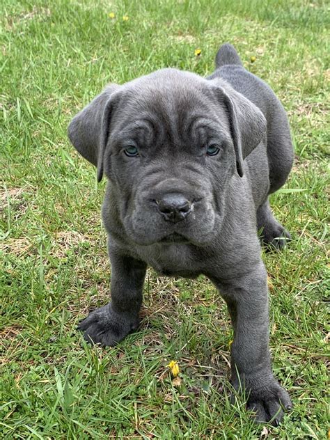 33 Cane Corso Puppies For Free Photo Bleumoonproductions