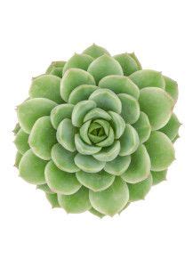Flowers are larger than some echeverias, and are a bright tangerine, with outer petals a darker orange. Echeveria "Lime n 'chile" | Cactus y suculentas ...