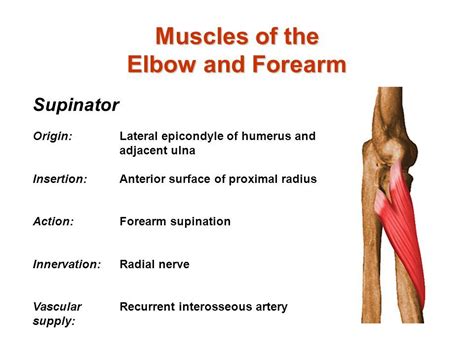 Biceps brachii is one of the main muscles of the upper arm which acts on both the shoulder joint and the elbow joint. Image result for supinator innervation | Radial nerve ...