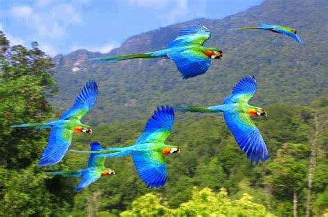 Beautiful Macaws In Flight Beautiful Birds