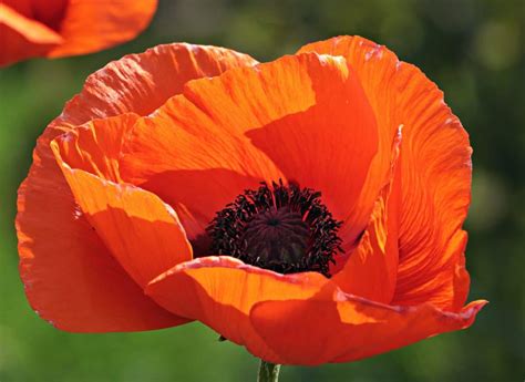 Free Picture Red Poppy Flower Garden Petal Blossom Horticulture