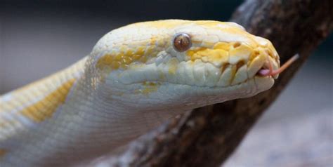 12 Fun Facts About Burmese Pythons