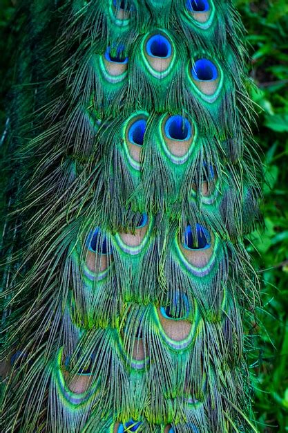 Premium Photo Close Up Of A Peacocks Tail Feathers On The Tail Of A