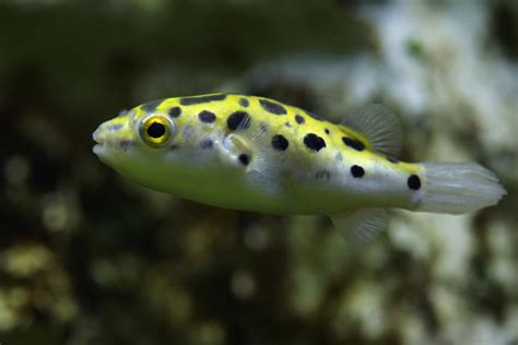 Dwarf Pufferfish