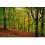 The Beech Woods © Rod Trevaskus  Geograph Britain And Ireland