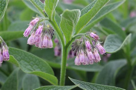 It is a dynamic accumulator, drawing minerals out of the soil and into the roots and leaves, a compost accelerator, a fine ingredient in liquid manure (comfrey tea), beneficial insect attractor, mulch, weed suppressant. Comfrey Update