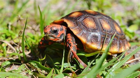 Shop our sister store for a larger selection of mature pet tortoise for sale. Cherry Head Red Foot Tortoise Size - Risala Blog