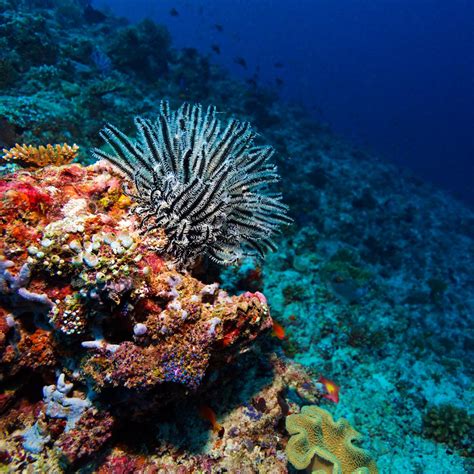 How Will Ocean Acidification Impact Marine Life