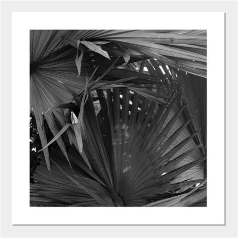 Noir Palm Tree Black And White Nature Photography Black And White