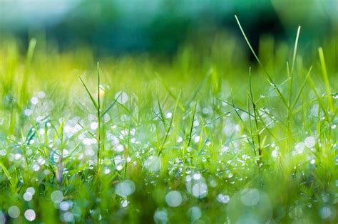 Spring Grass Wallpapers Top Free Spring Grass Backgrounds
