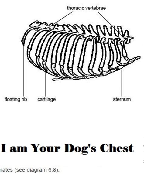Meaning Of Deep Chested Dog Daily Dog Discoveries