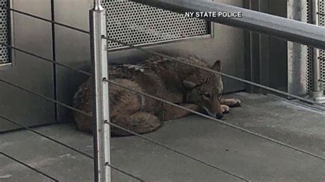 Coyote Found On Roof Of Nys Museum Has Been Released Back Into The Wild