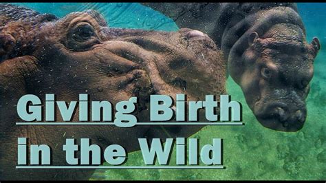 Wild Animals Giving Birth Youtube