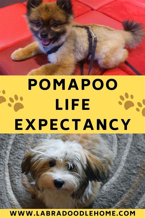 Pomapoo Lifespan Guide To A Longer Pomapoo Life Expectancy