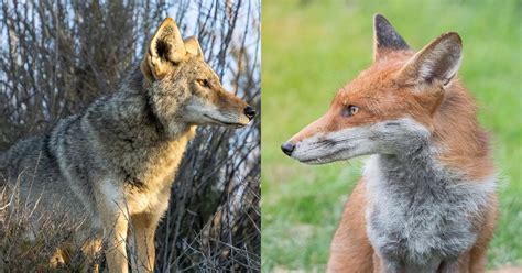 Fox Vs Coyote Differences And Similarities Of Most Widespread Canids