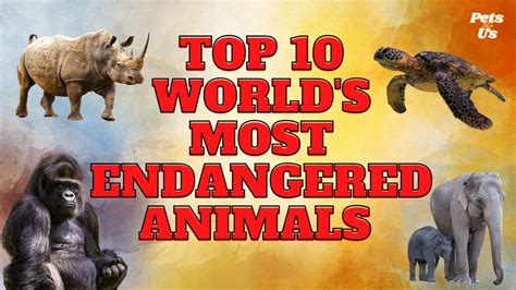🔝top 10 Worlds Most Endangered Animals 🦏🐘🐒 2023 Most Endangered