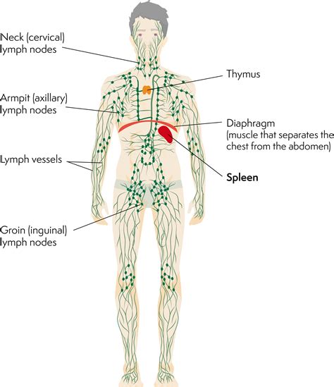 Lymphoma Action Splenic Marginal Zone Lymphoma