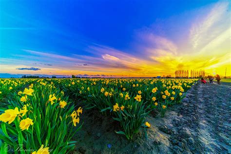 Daffodil Field At Sunset It Was Taken At Skagit Valley In Washington