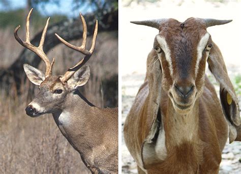 what s the difference between antlers and horns ncpr news