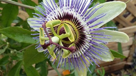 Buy Blue Passionflower Passiflora Caerulea 30 40cm Cut Back Tall In