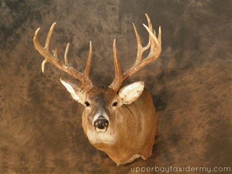 Upper Bay Taxidermy Mobile Gallery Whitetail Deer Shoulder Mounts