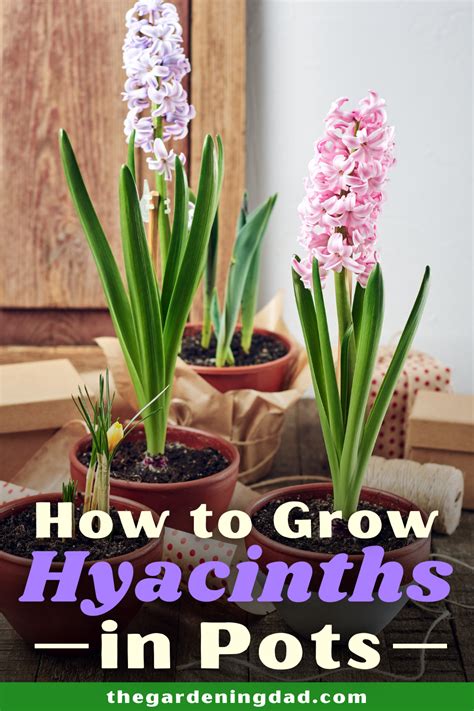 How To Grow Hyacinth Different Types Of Hyacinths The Gardening Dad