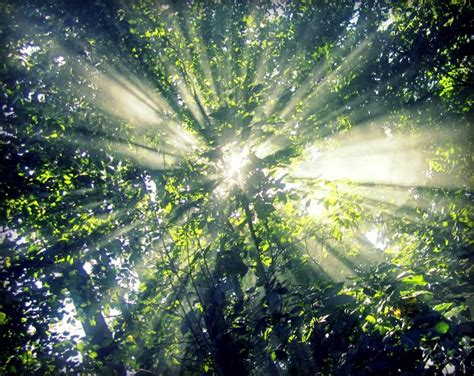 17 Best Images About Sunlight Through The Trees On Pinterest Sun