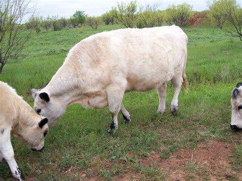 Filebritish White Cattle In Texas 2007 Wikimedia Commons