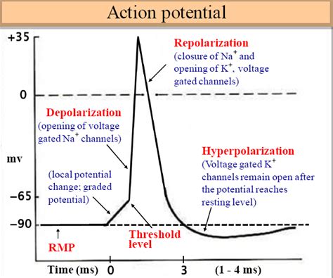 Action Potential Howmed
