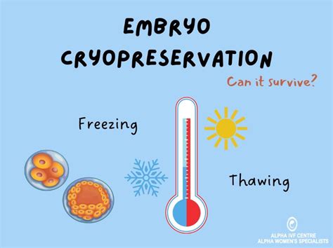 Embryo Cryopreservation How Well Do Embryos Survive After Freeze Thaw