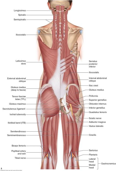 Muscles Of The Low Back Learn Muscles