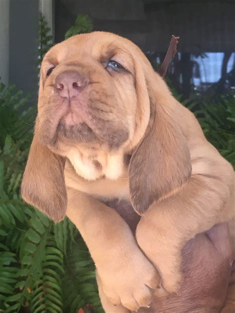 Records available on both dogs. Brown - an AKC Bloodhound puppy for sale from Houston, TX ...