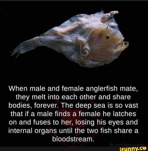 When Male And Female Anglerfish Mate They Melt Into Each Other And