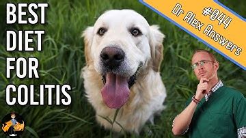 Alternative therapies that may be. Fed Dog Brown Rice Diarrhea With Blood