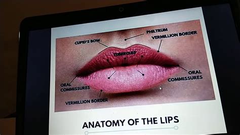 Anatomy Of Lips Commissure Lipstutorial Org