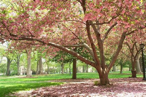 Spring In Chapel Hill Justinsomnia