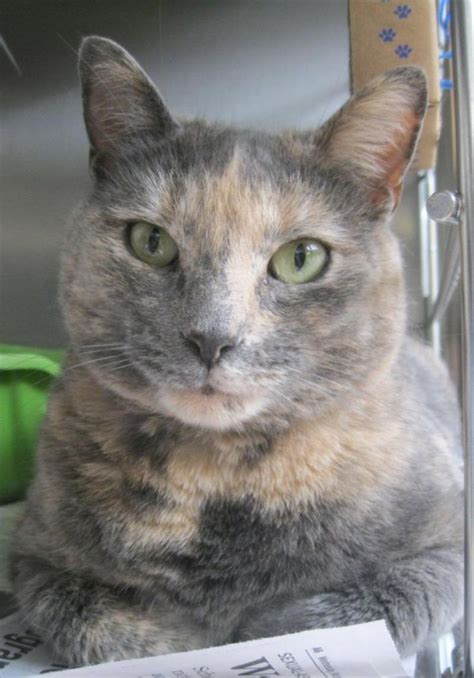 Dilute Tortoiseshell Cat Price Aubrey Melancon