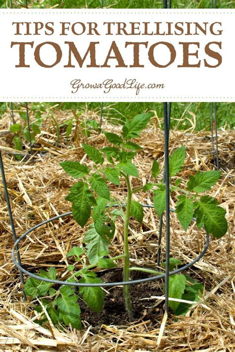 Tips For Trellising Tomatoes Learn The Difference Between