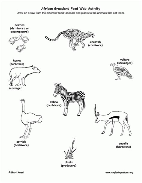 Food Web Coloring Pages Coloring Nation