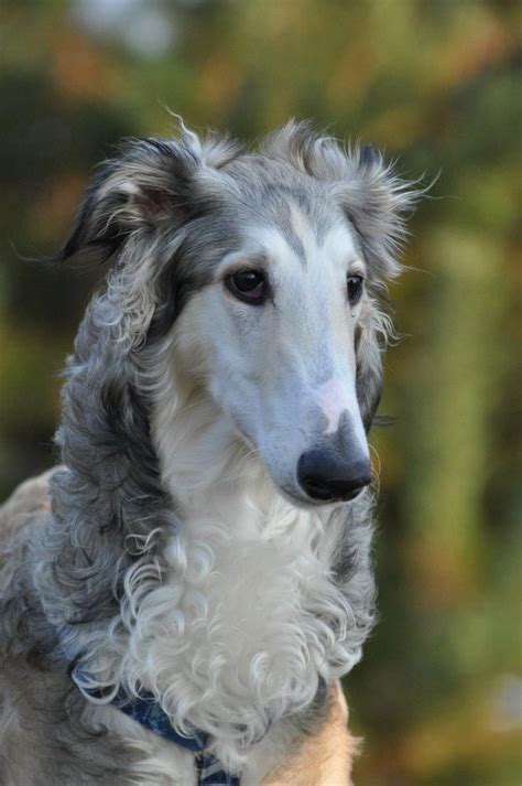 Best 25 Russian Wolfhound Ideas On Pinterest Borzoi Dog
