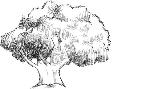 Gambar Berbagai Sketsa Pohon Beringin Yang Rindang Dan Peneduh