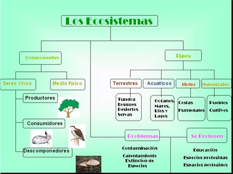 Mapa Conceptual De Los Ecosistemas De Mexico Creampie