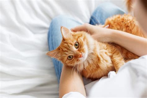 12 Most Affectionate Cuddly Cats Readers Digest