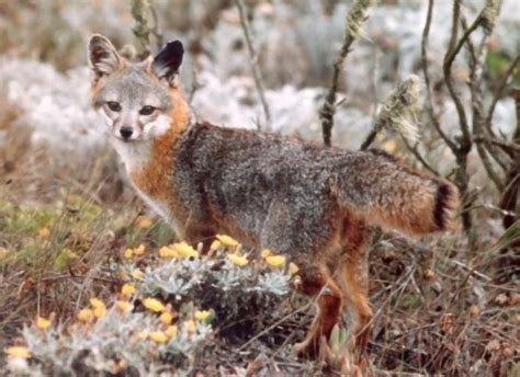 Rapid Recovery Of The Island Fox Conservation Articles And Blogs Cj